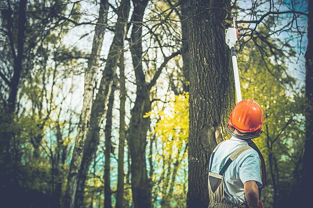 Best Tree Disease Treatment  in Kettle Falls, WA