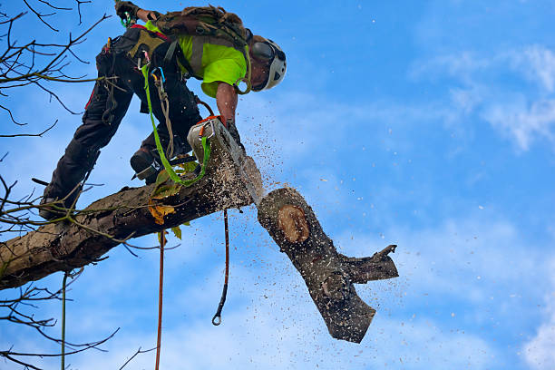 Best Hazardous Tree Removal  in Kettle Falls, WA